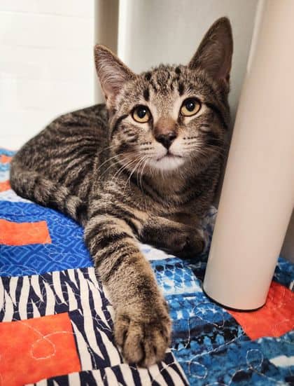 Patches - Domestic Shorthair/Mix cat available for adoption at Peterborough Humane Society in Peterborough