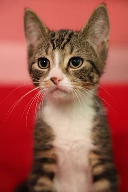 Crispin - Domestic Shorthair/Mix cat available for adoption at Peterborough Humane Society in Peterborough