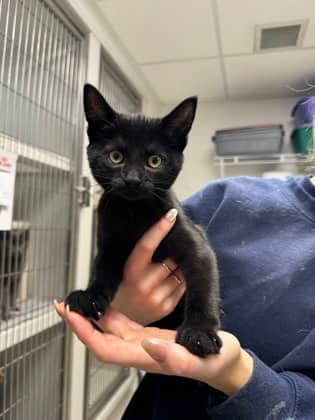 Cinder - Domestic Shorthair/Mix available for adoption
