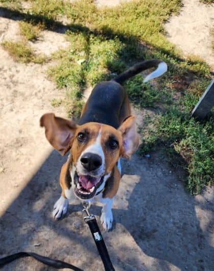 Eleanor - Coonhound, Treeing Walker/Mix available for adoption at Peterborough Humane Society in Peterborough