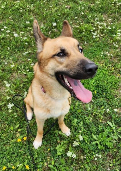 Foxy Roxy - Shepherd/Alaskan Husky available for adoption