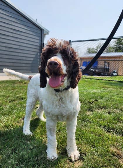Mary - Mixed Breed, Medium (up to 44 lbs fully grown)/Mix available for adoption