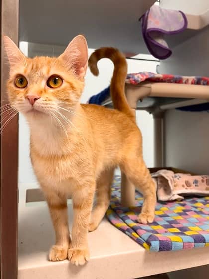 Vera Fang - Domestic Shorthair/Mix available for adoption