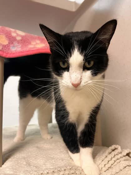 Oreo - Domestic Shorthair/Mix cat available for adoption at Peterborough Humane Society in Peterborough