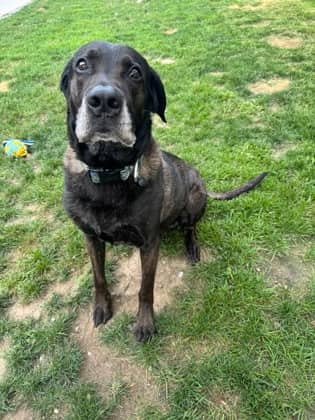 Gelato - Mixed Breed, Medium (up to 44 lbs fully grown)/Mix available for adoption at Peterborough Humane Society in Peterborough