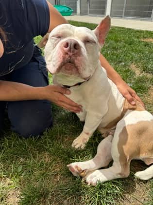Miss Bitsy - Mixed Breed available for adoption