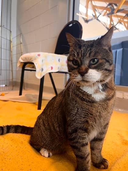 Cream Cheese - Domestic Shorthair/Mix available for adoption
