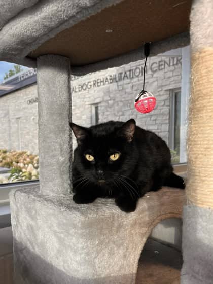 Grubella - Domestic Medium Hair/Mix available for adoption