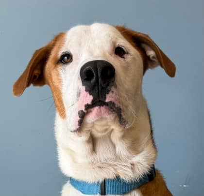 Zeke - Mastiff available for adoption