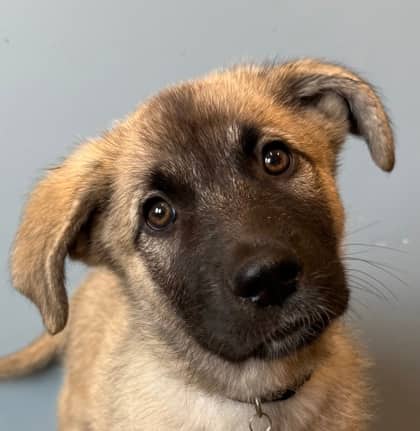 Butter - Great Pyrenees available for adoption at North Bay & District Humane Society in North Bay