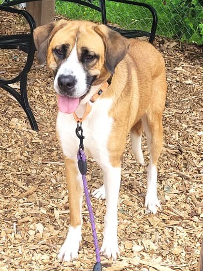 Freya - Retriever available for adoption