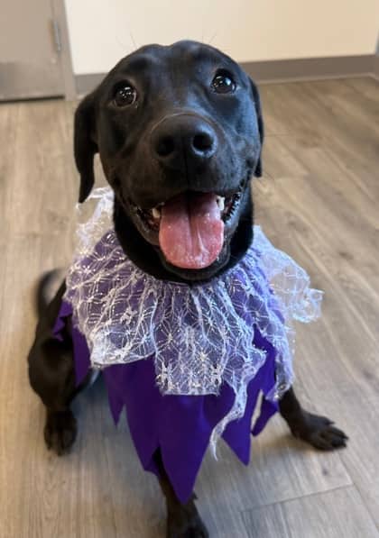 Morrigan - Labrador Retriever available for adoption