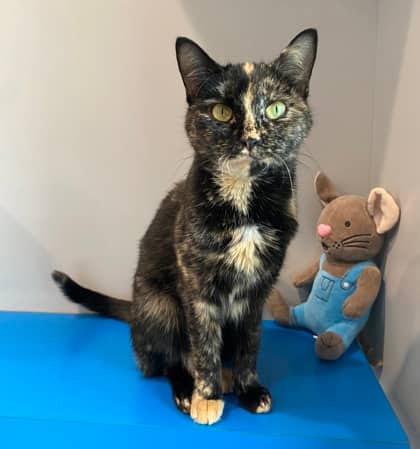 Tiger Shark - Domestic Shorthair available for adoption