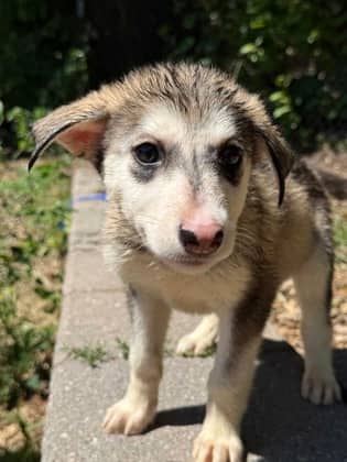Star - Shepherd available for adoption at North Bay & District Humane Society in North Bay