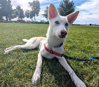 Emperor - Alaskan Husky available for adoption