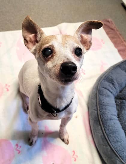 Two Patch - Short Coat Chihuahua available for adoption at North Bay & District Humane Society in North Bay