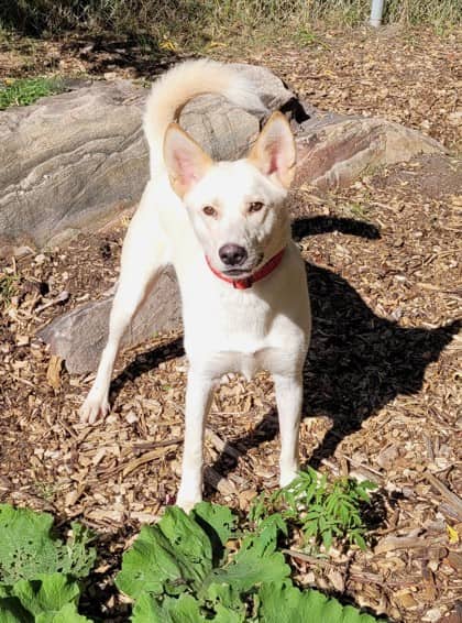 Mason - Alaskan Husky available for adoption at North Bay & District Humane Society in North Bay