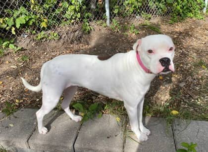 Dot - Boxer available for adoption at North Bay & District Humane Society in North Bay