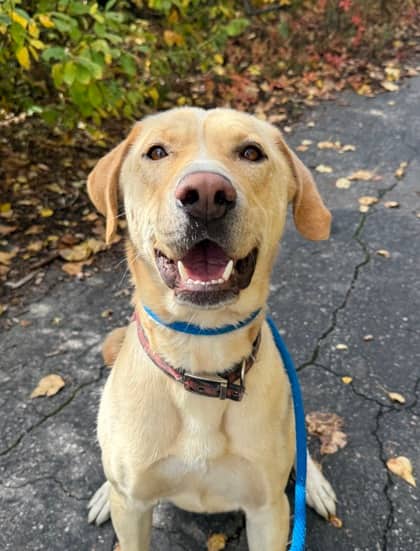 Jebb - Labrador Retriever available for adoption at North Bay & District Humane Society in North Bay