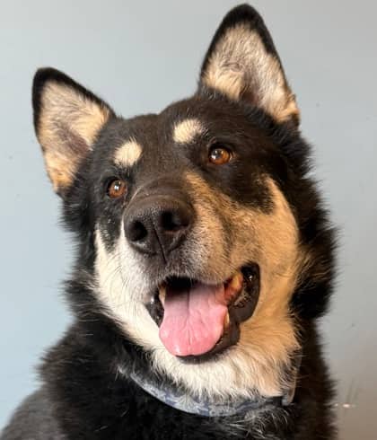 Diesel - German Shepherd available for adoption at North Bay & District Humane Society in North Bay
