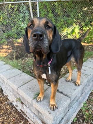 Lucy - Black and Tan Coonhound available for adoption at North Bay & District Humane Society in North Bay