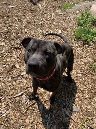Cy - Mastiff available for adoption at North Bay & District Humane Society in North Bay