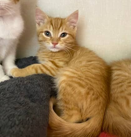 Sporty spice - Domestic Shorthair cat available for adoption at North Bay & District Humane Society in North Bay