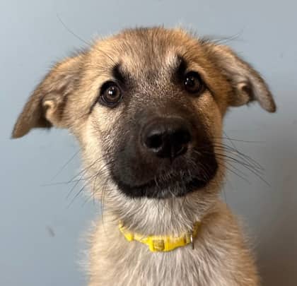 Mozzarella - Great Pyrenees available for adoption