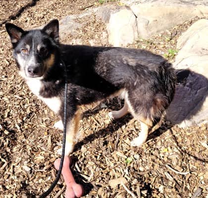 Sunny - Shepherd available for adoption at North Bay & District Humane Society in North Bay