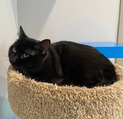 Jagger - Domestic Shorthair cat available for adoption at North Bay & District Humane Society in North Bay