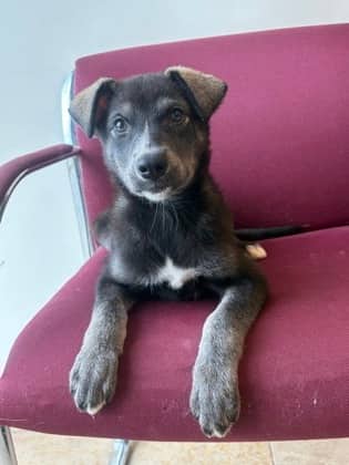 Galaxy - Shepherd available for adoption at North Bay & District Humane Society in North Bay