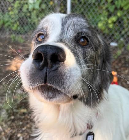 Rosie - Great Pyrenees available for adoption at North Bay & District Humane Society in North Bay