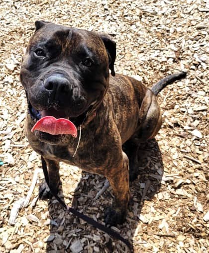 Poppy - Mastiff available for adoption at North Bay & District Humane Society in North Bay