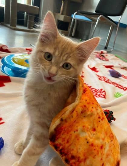 Diesel - Domestic Shorthair available for adoption