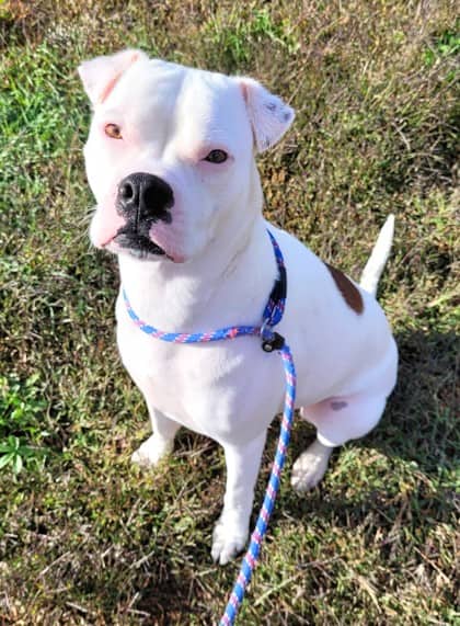 Dot - Boxer available for adoption