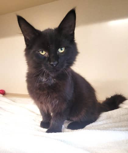Beaver Tail - Domestic Longhair cat available for adoption at North Bay & District Humane Society in North Bay