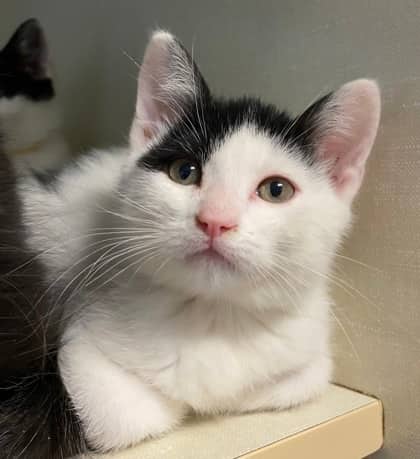 Gort - Domestic Shorthair cat available for adoption at North Bay & District Humane Society in North Bay