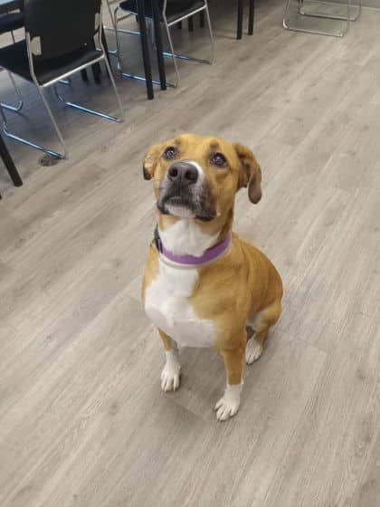 Sasha - Labrador Retriever available for adoption at North Bay & District Humane Society in North Bay