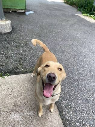 Lucky - Labrador Retriever available for adoption at North Bay & District Humane Society in North Bay