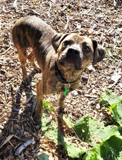 Jilly - Mountain Cur available for adoption