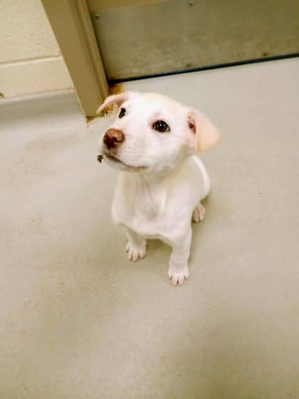Solo - Alaskan Husky available for adoption at North Bay & District Humane Society in North Bay
