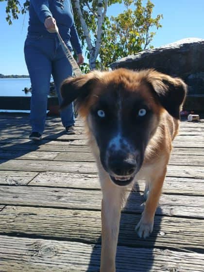 Spike - Alaskan Husky available for adoption