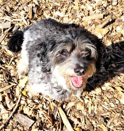 LV - Maltese available for adoption at North Bay & District Humane Society in North Bay