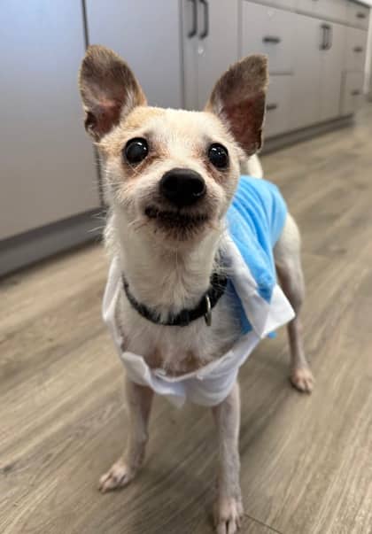 Sugar - Short Coat Chihuahua available for adoption