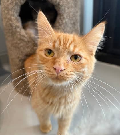 Mae - Domestic Medium Hair cat available for adoption at North Bay & District Humane Society in North Bay