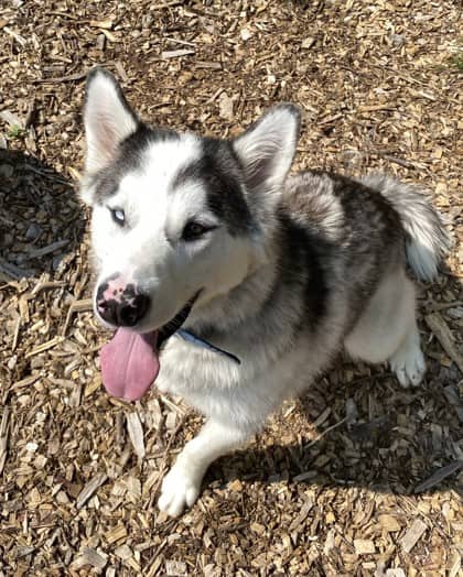 Kalei - Alaskan Husky available for adoption at North Bay & District Humane Society in North Bay