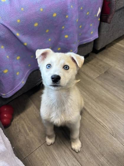 Leia - Alaskan Husky available for adoption