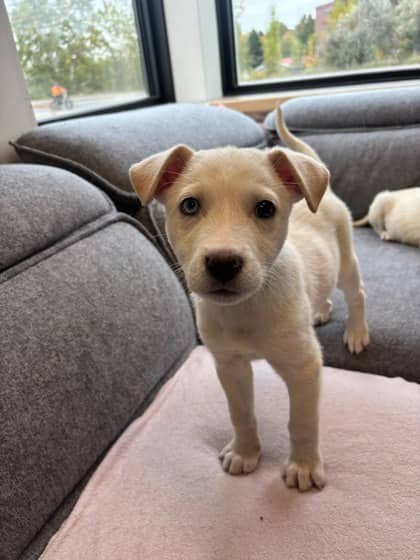 Chewie - Alaskan Husky available for adoption