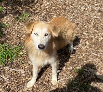 Blondie - Alaskan Husky available for adoption