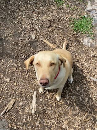 Tillie - Labrador Retriever available for adoption
